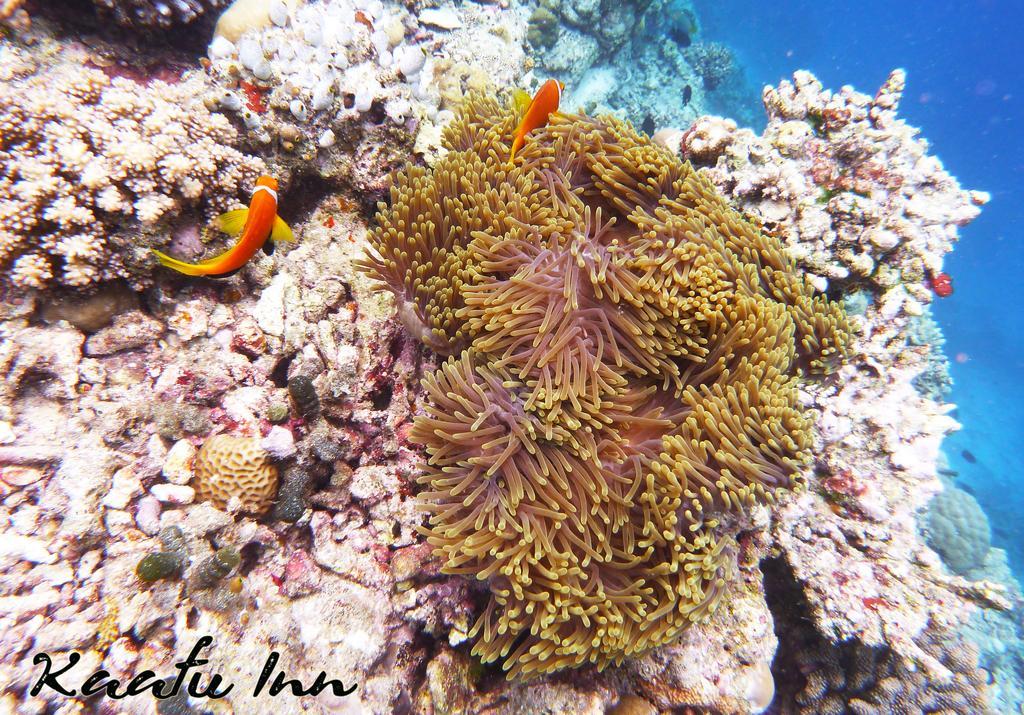 Kaafu Inn Guraidhoo Exteriör bild