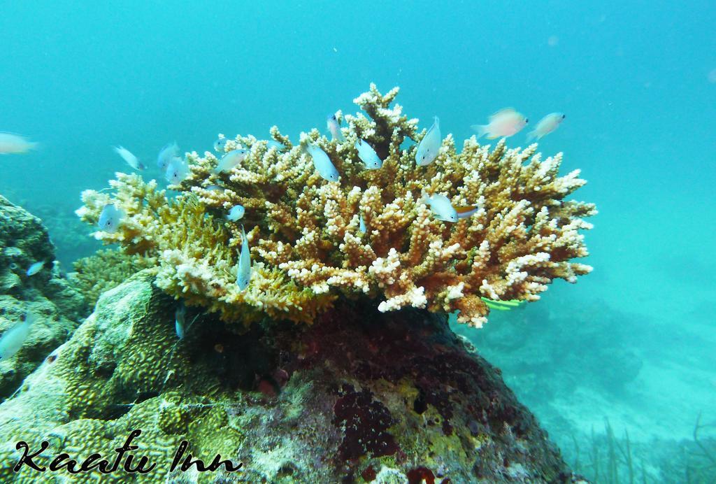 Kaafu Inn Guraidhoo Exteriör bild