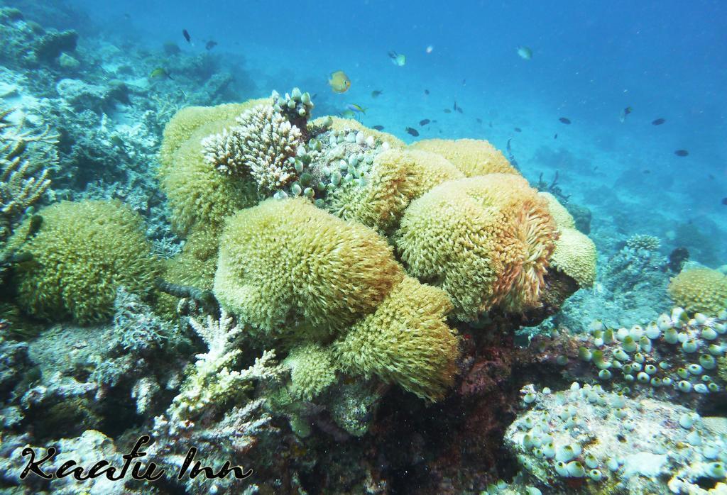 Kaafu Inn Guraidhoo Exteriör bild