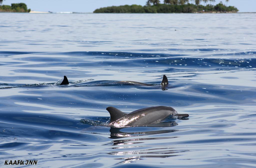 Kaafu Inn Guraidhoo Exteriör bild