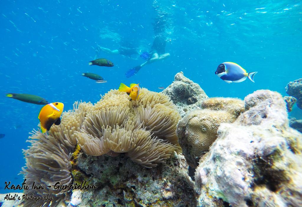 Kaafu Inn Guraidhoo Exteriör bild